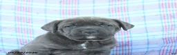 Cane Corso dogs for sale: Tammy - Ad 5