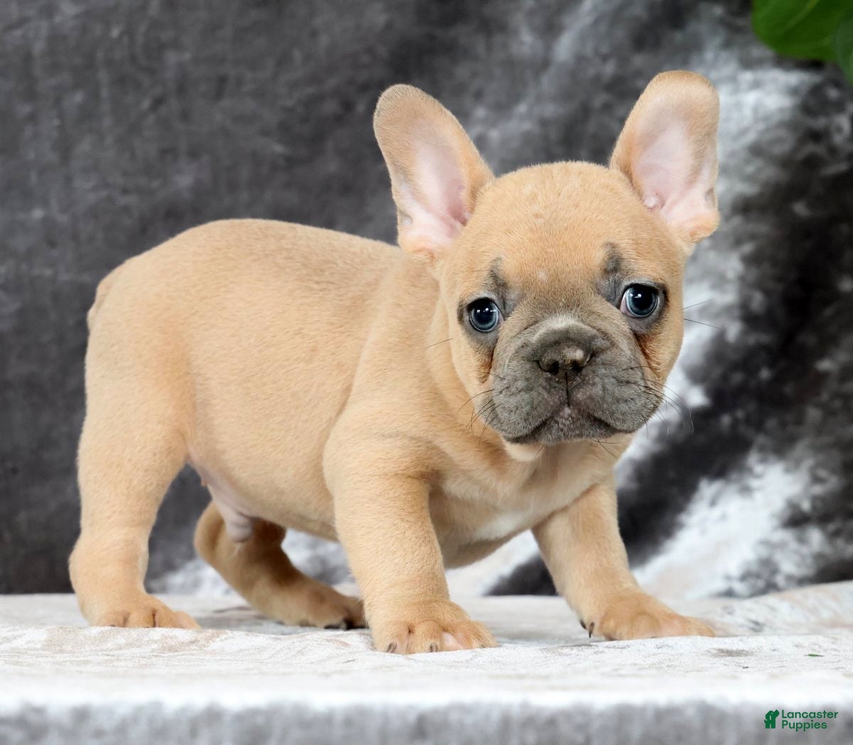 French Bulldog dogs Buzz - Ad 1