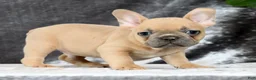French Bulldog dogs for sale: Buzz - Ad 1