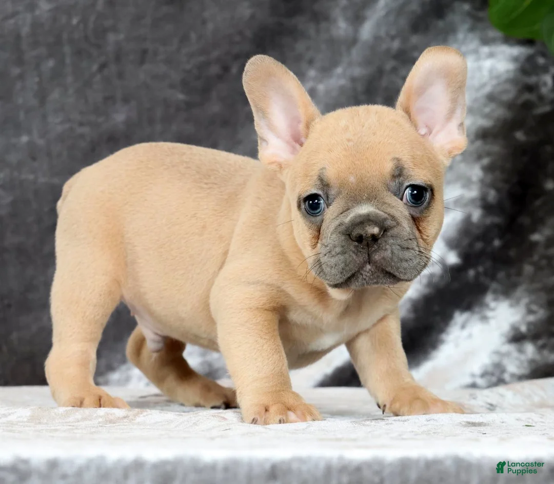 French Bulldog dogs for sale: Buzz - Ad 1