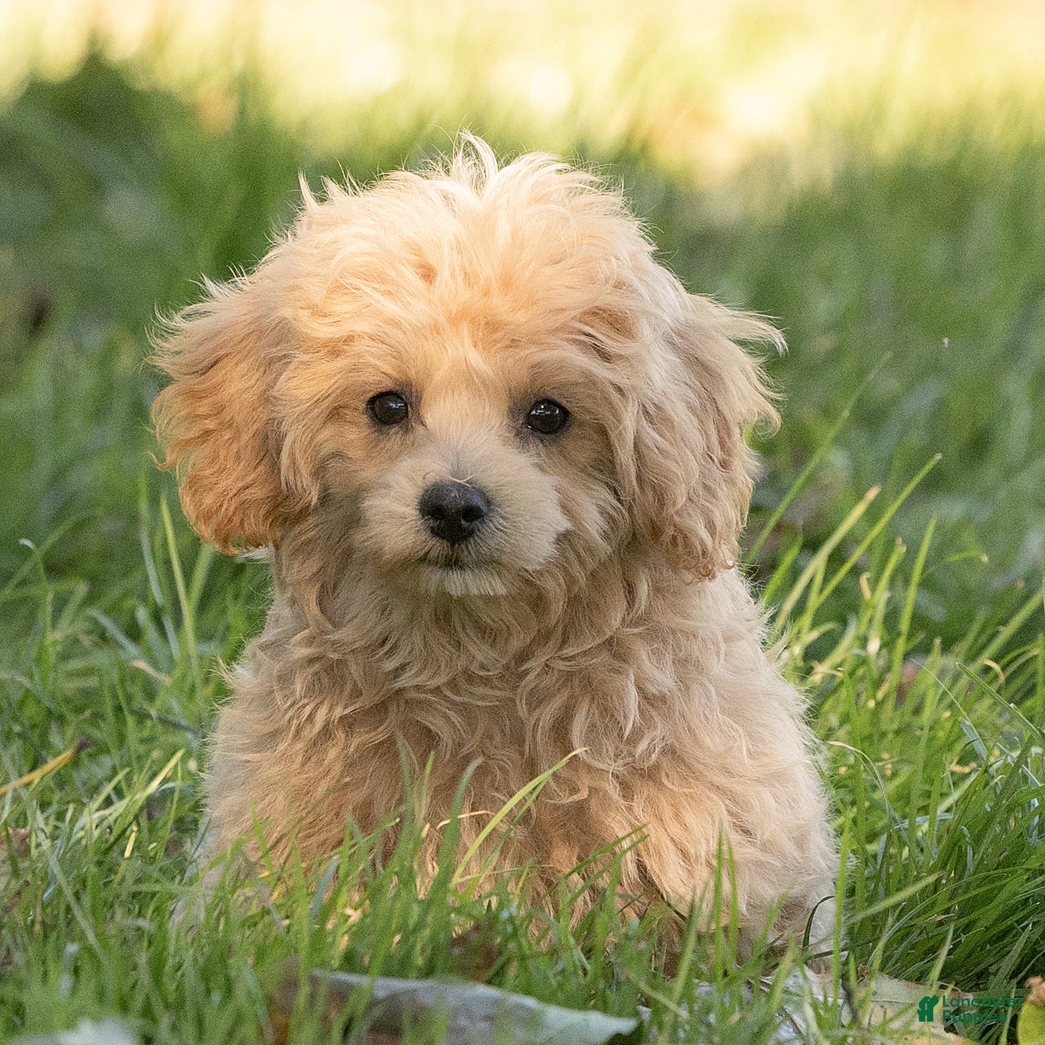 Maltipoo dogs for sale: Oscar Maltipoo  - Ad 1
