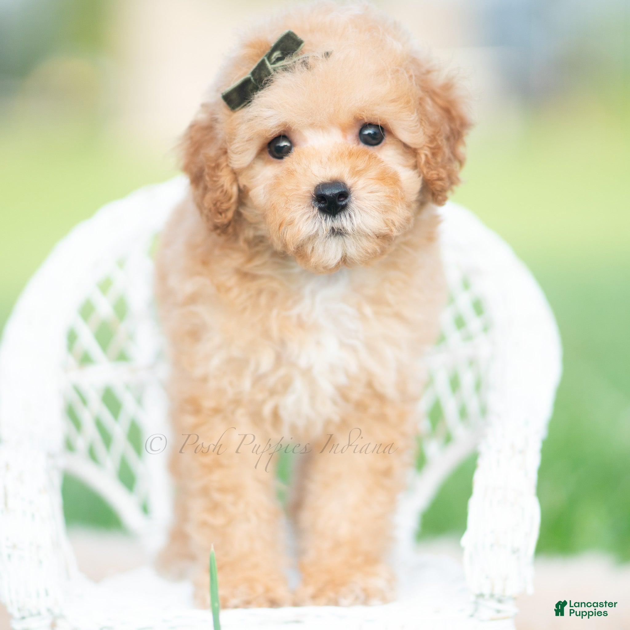 Toy Poodle dogs Alfie AKC - Ad 4