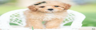 Alfie AKC