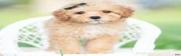 Toy Poodle dogs for sale: Alfie AKC - Ad 1
