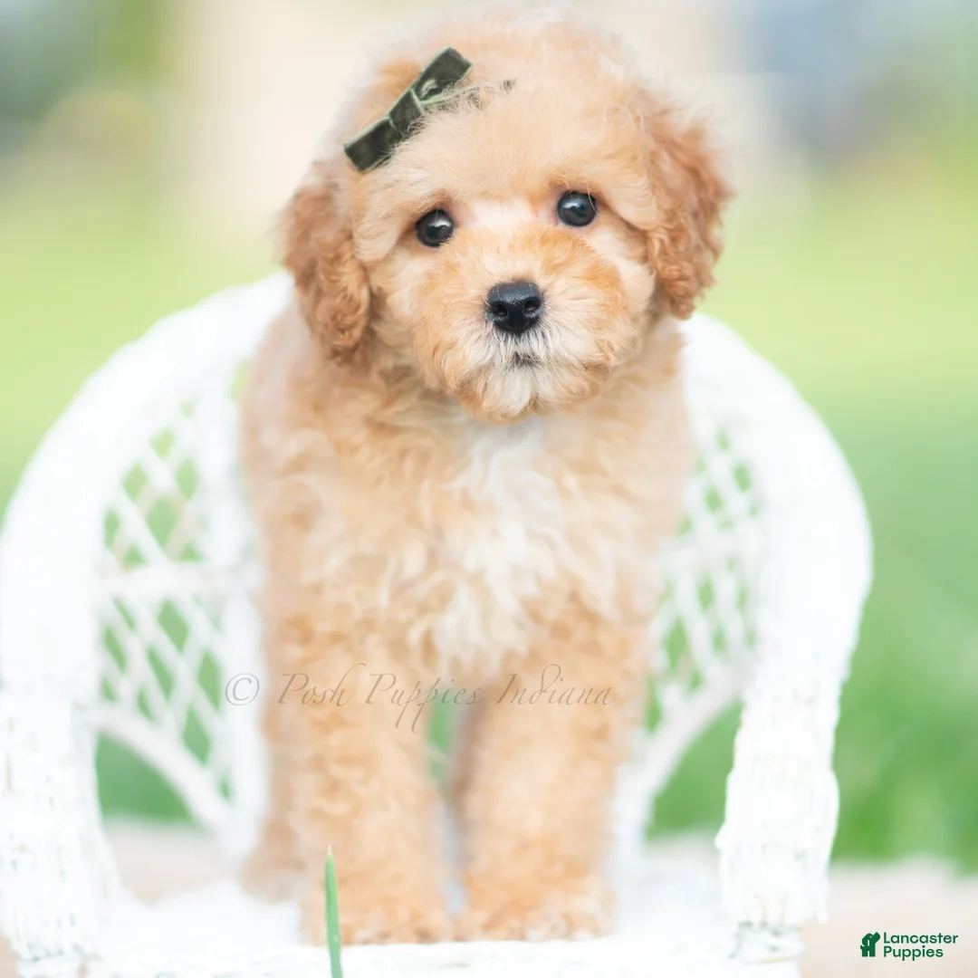 Toy Poodle dogs for sale: Alfie AKC - Ad 1