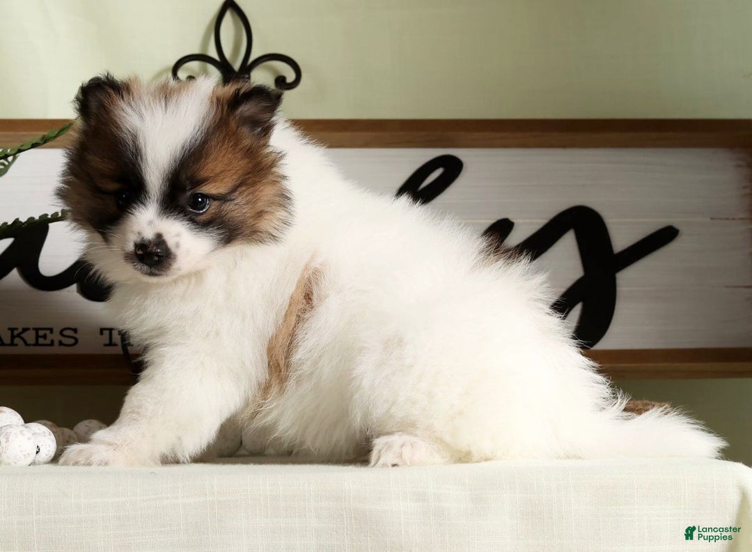 Pomeranian dogs for sale: Puddles - Ad 3