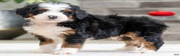Mini Bernedoodle dogs for sale: Sampson - Ad 2