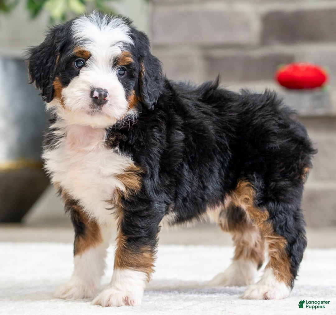 Mini Bernedoodle dogs for sale: Sampson - Ad 2