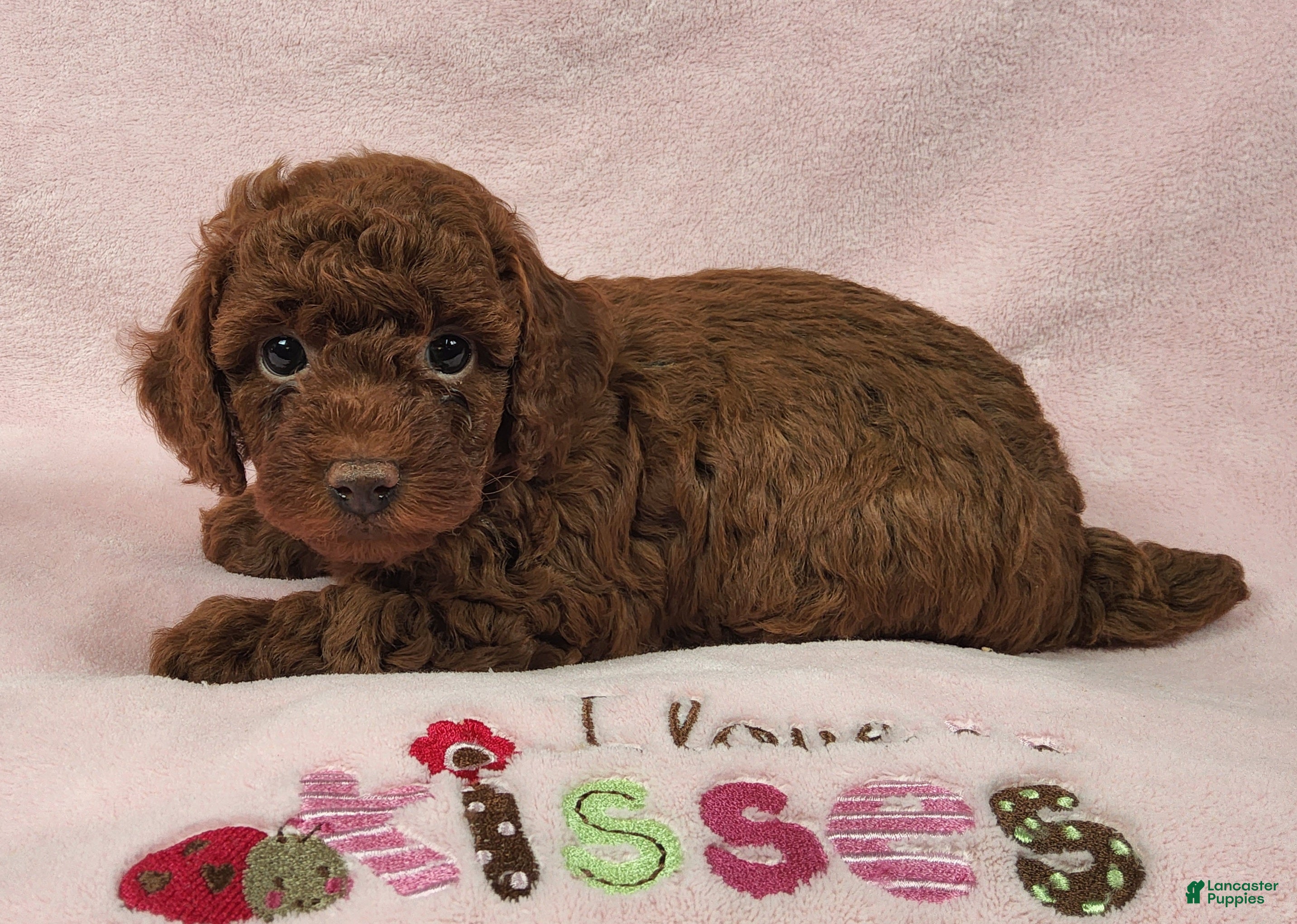 Toy Poodle dogs  Hershey Kiss - Ad 1