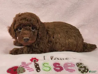 Toy Poodle dogs for sale: Hershey Kiss - Ad 1