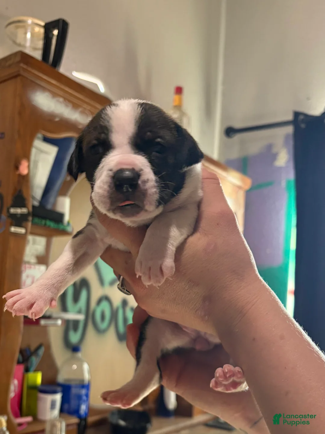 American Bully dogs for sale: American Bully Puppy 6 - Ad 2
