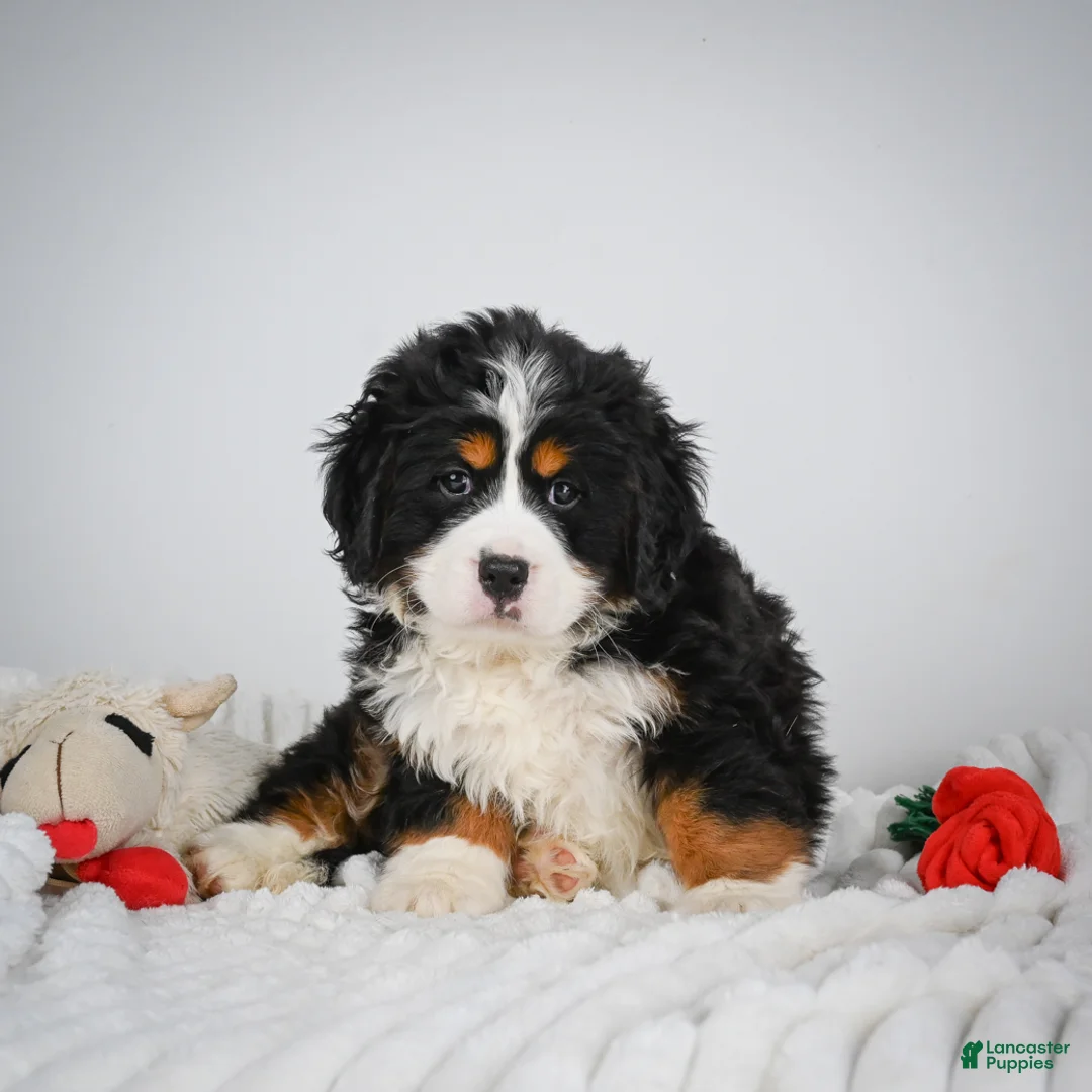Miniature Bernese Mountain Dog dogs for sale: Chase - Ad 2