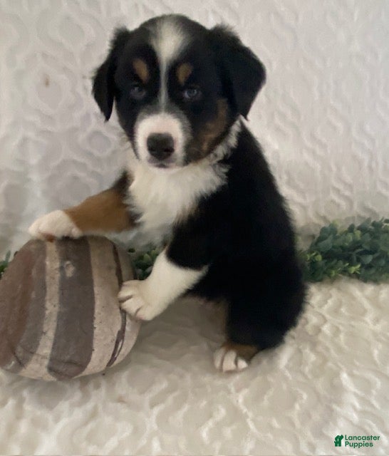 Australian Shepherd dogs Rowdy - Ad 1