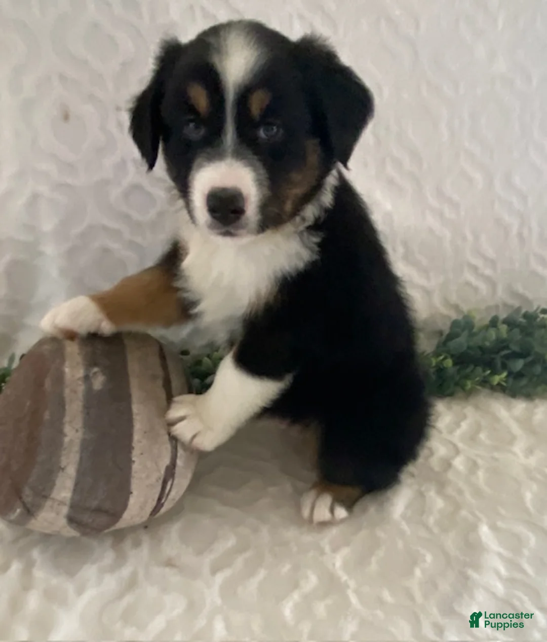 Australian Shepherd dogs for sale: Rowdy - Ad 1
