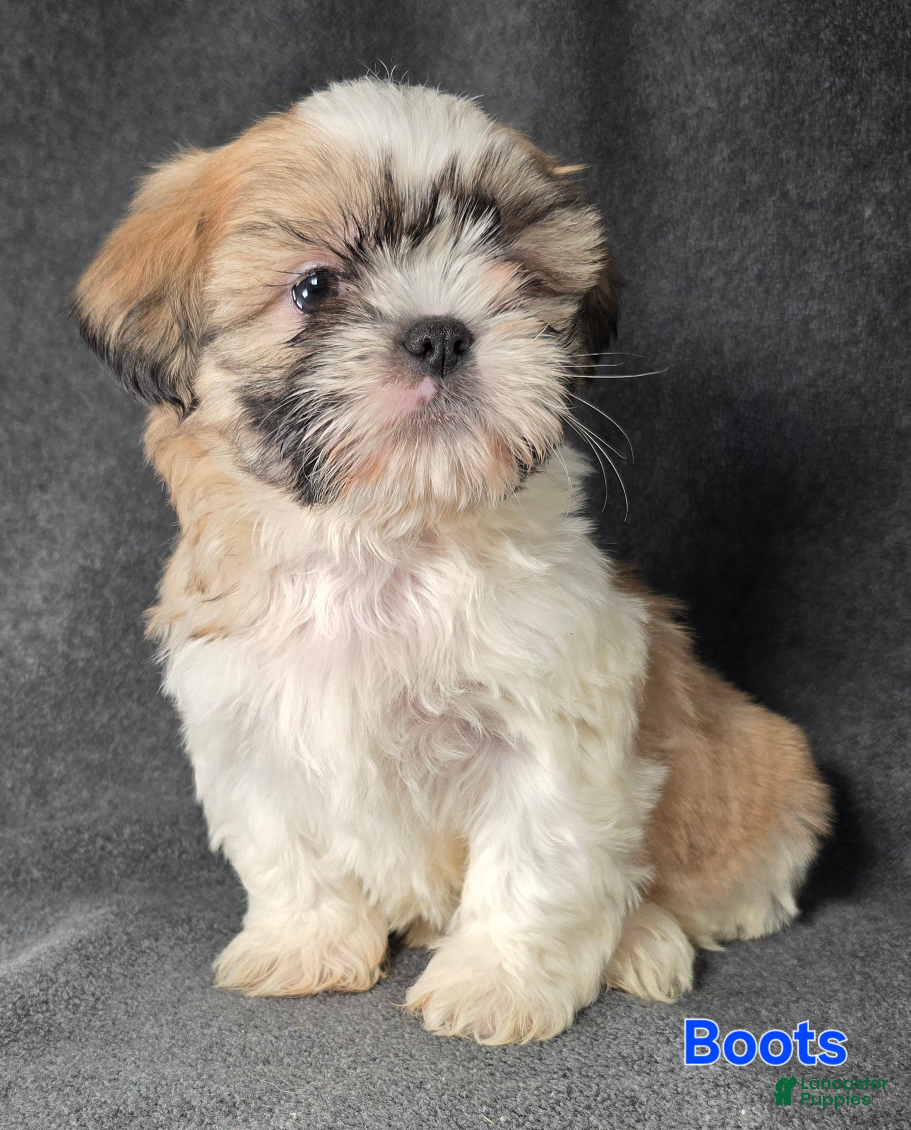 Shih Tzu dogs Boots - Ad 4