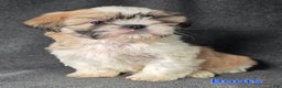 Shih Tzu dogs for sale: Boots - Ad 1