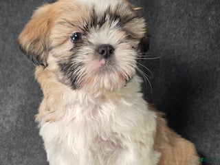 Shih Tzu dogs Boots - Ad 4