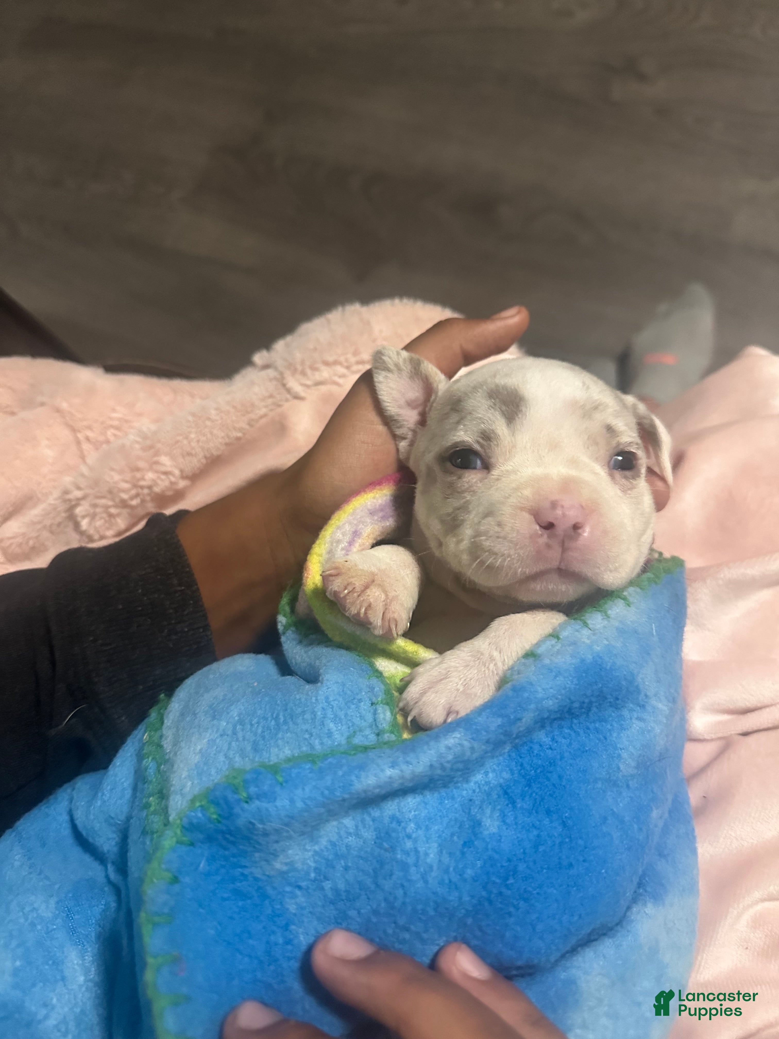 American Bully dogs Kova  - Ad 25