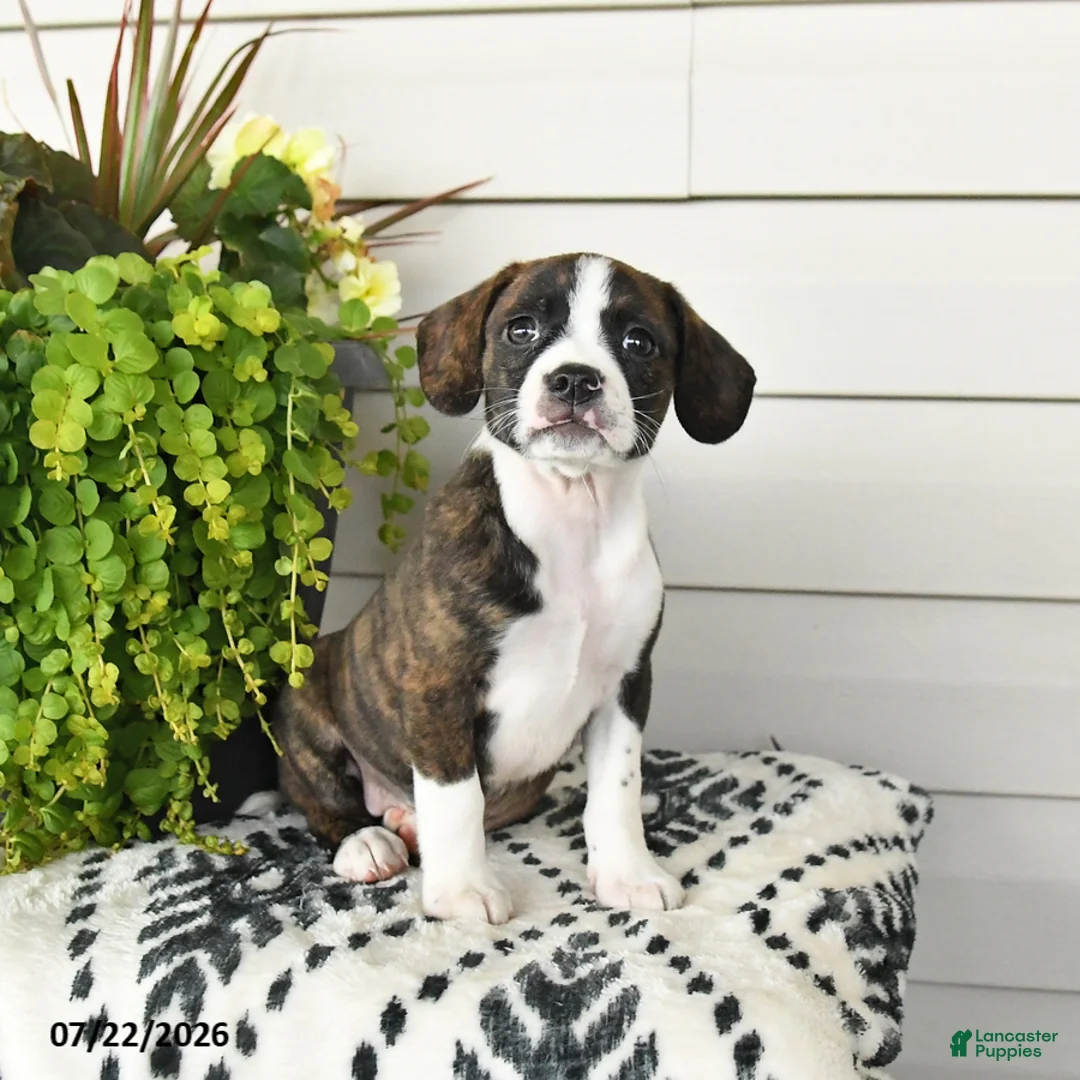 Beaglier dogs for sale: Micky - Ad 3