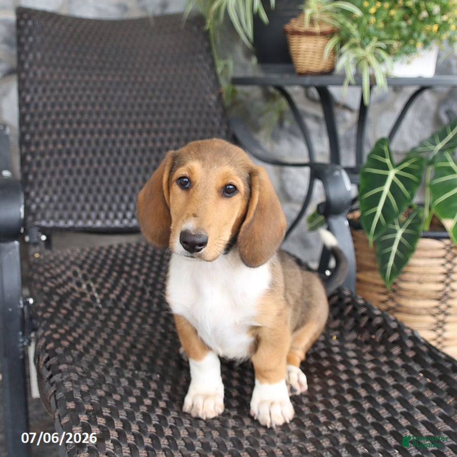 Mixed Breed dogs Carly - Ad 1