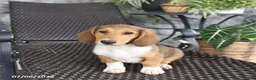 Mixed Breed dogs for sale: Carly - Ad 3