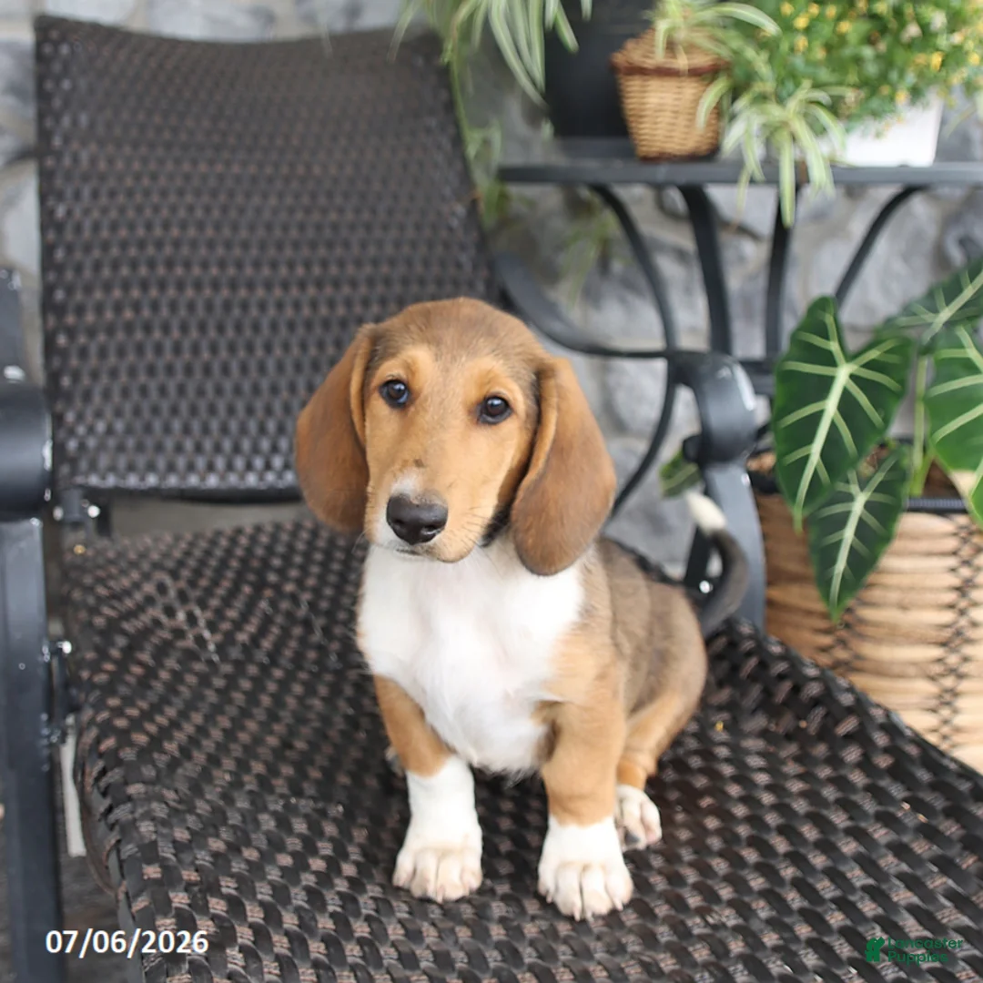 Mixed Breed dogs for sale: Carly - Ad 3