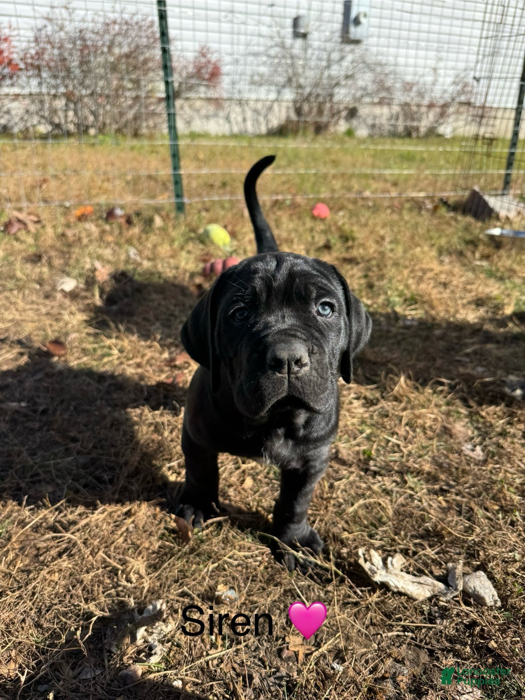 Cane Corso dogs for sale: Siren - Ad 2