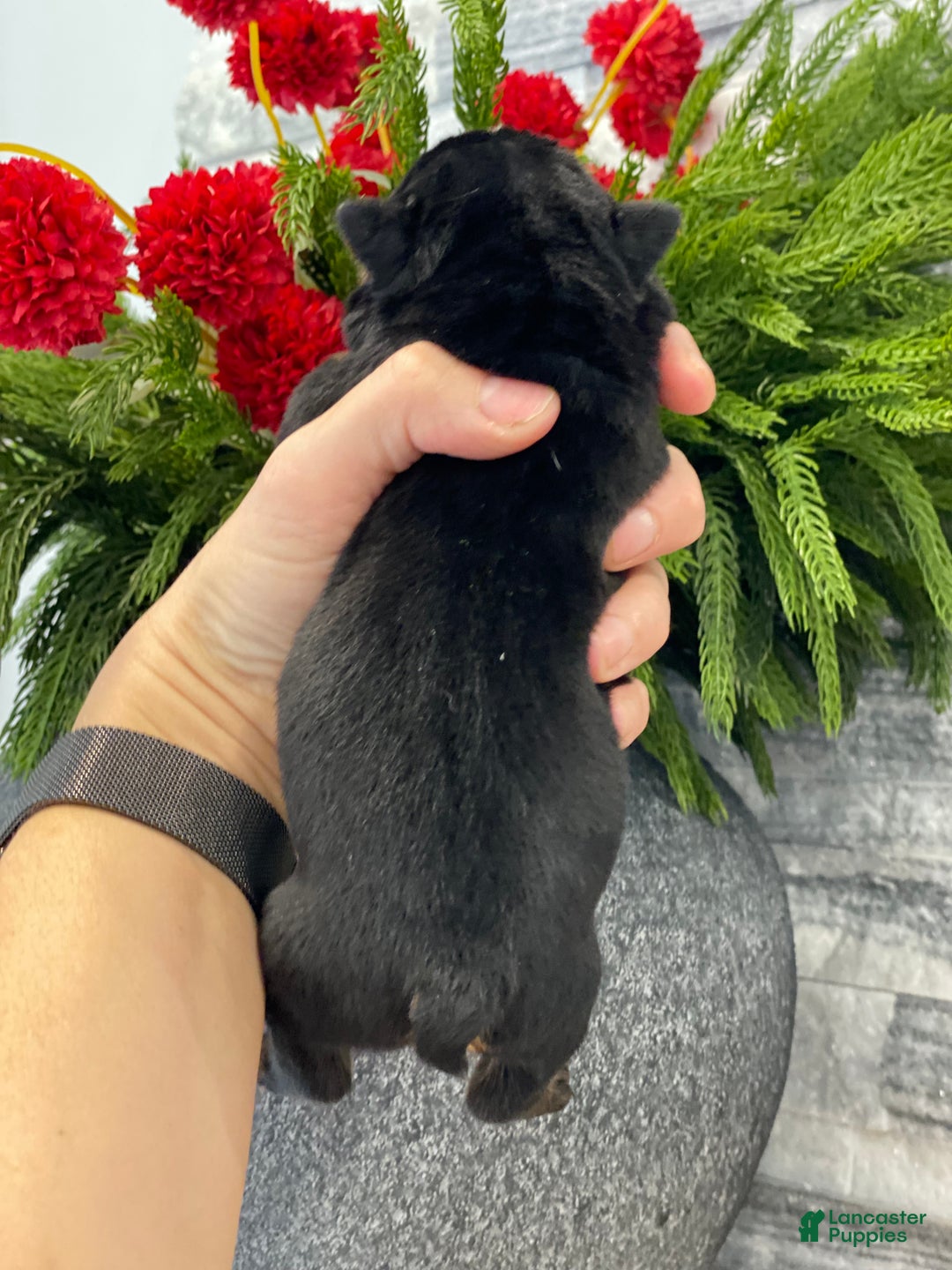 English Bulldog dogs for sale: Sweetheart  - Ad 2