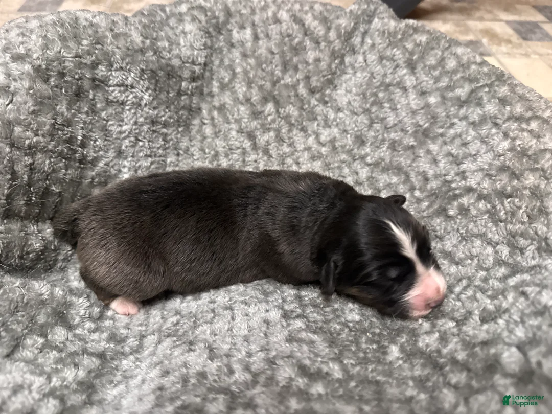 Australian Shepherd dogs for sale: Australian Shepherd 3 - Ad 1