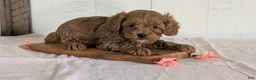 Cavapoo dogs for sale: Roscoe - Ad 7