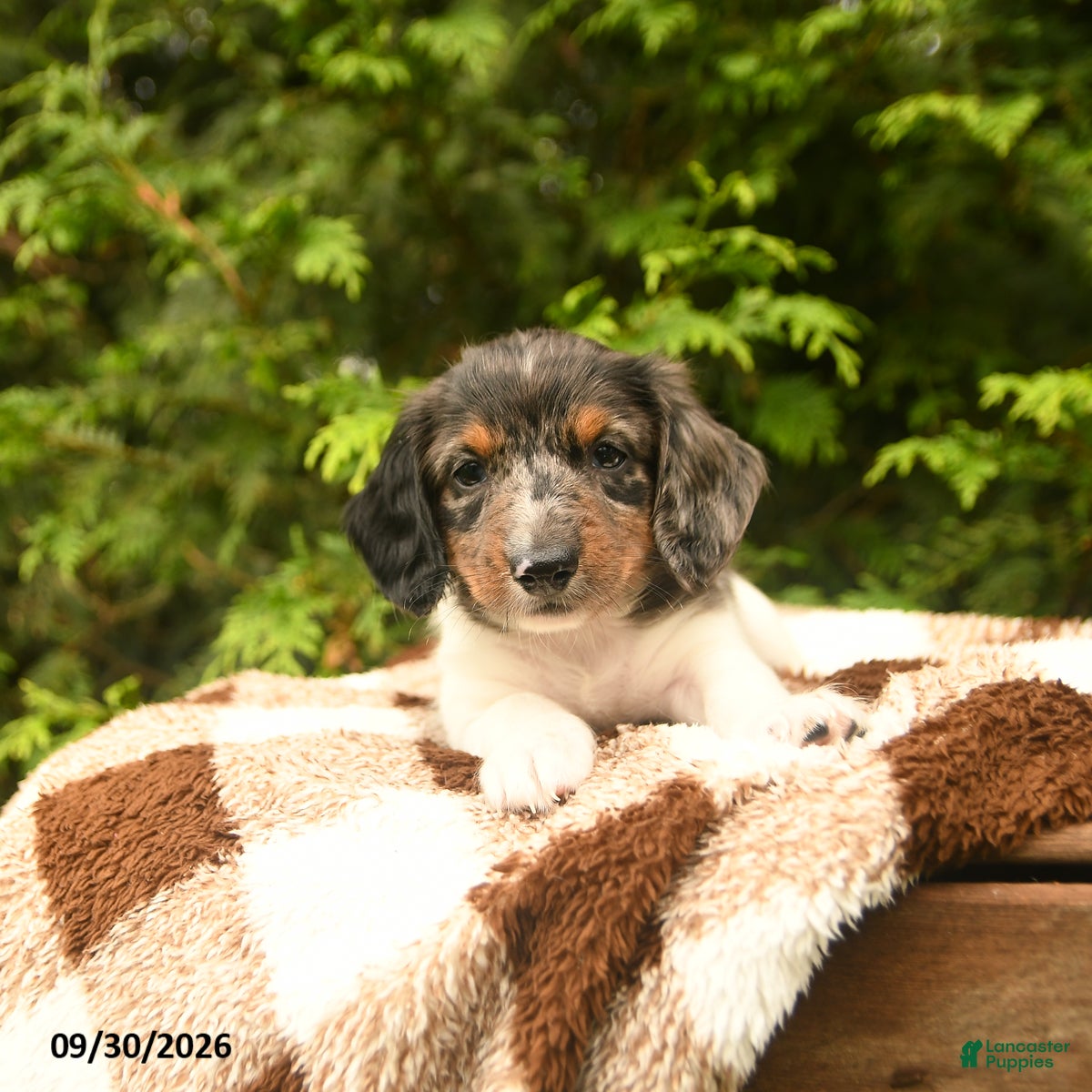 Miniature Dachshund dogs Gus - Ad 1