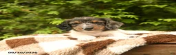 Miniature Dachshund dogs for sale: Gus - Ad 1