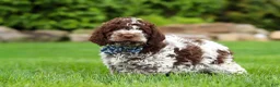 Lagotto Romagnolo dogs for sale: Cash - Ad 4