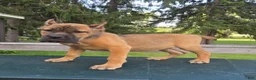 Cane Corso dogs for sale: Scarlett  - Ad 1