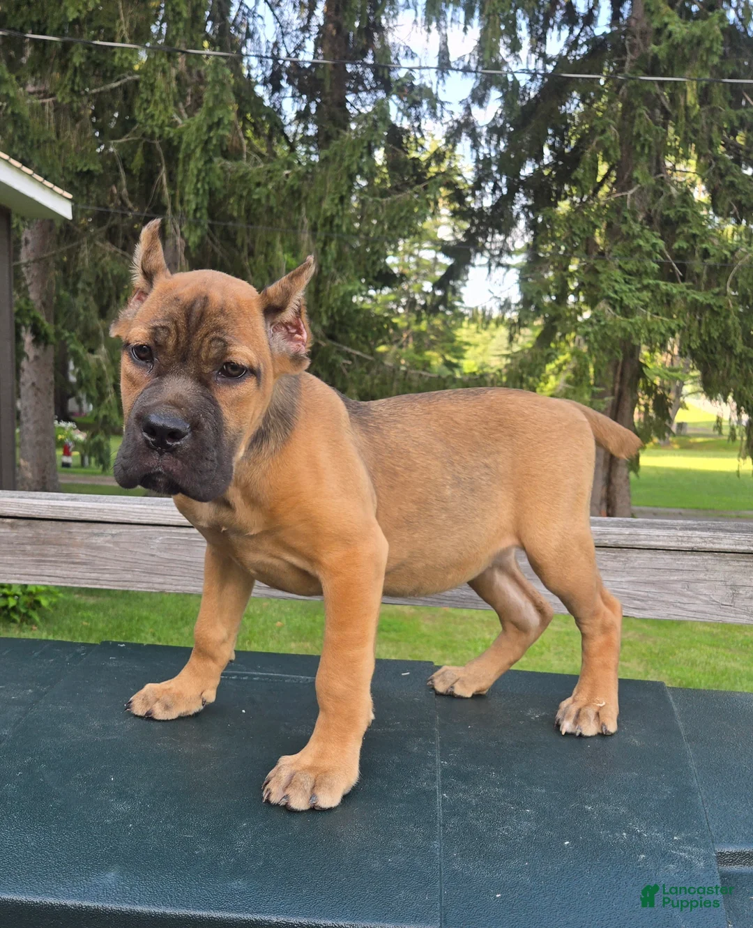 Cane Corso dogs for sale: Scarlett  - Ad 1