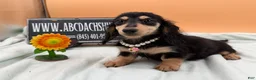 Miniature Dachshund dogs for sale: Carrie’s chocolate  will be 6 lbs- Sale - Ad 7