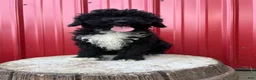 Toy Poodle dogs for sale: Onyx - Ad 1