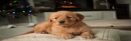 Golden Retriever dogs for sale: Serenity - AKC - Ad 1