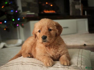 Golden Retriever dogs Serenity - AKC - Ad 12