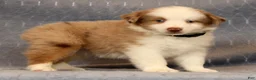 Miniature Australian Shepherd dogs for sale: Fritz - Ad 8