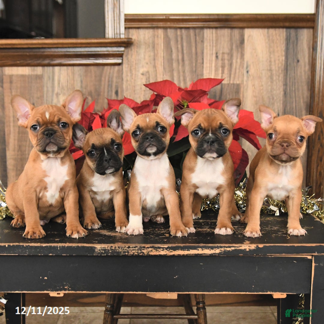 Frenchton dogs for sale: Hershey - Ad 3