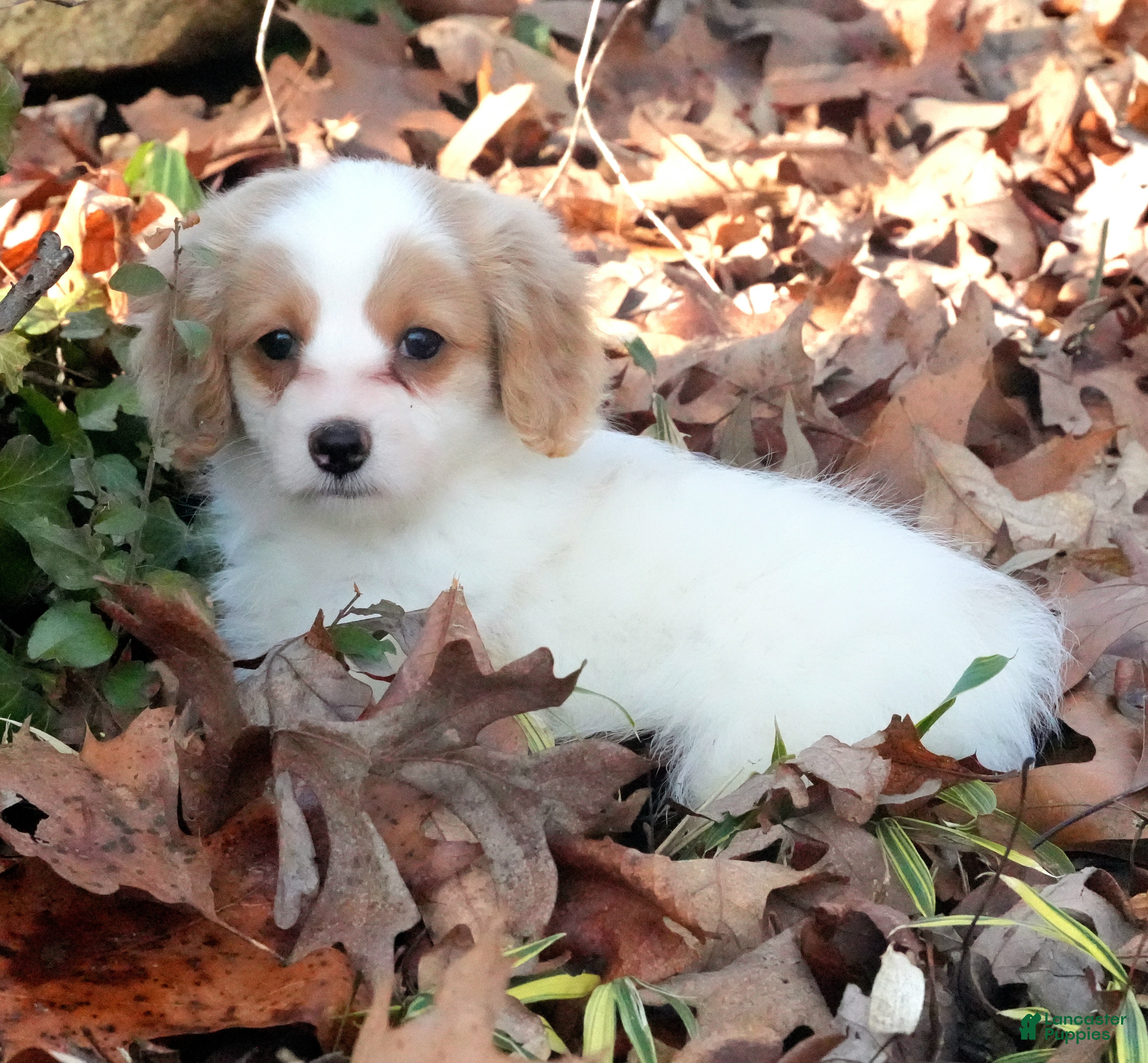 Miniature Dachshund dogs Miniature Dachshund Puppy 2 - Ad 11