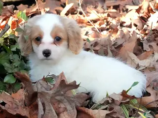 Miniature Dachshund dogs Miniature Dachshund Puppy 2 - Ad 11