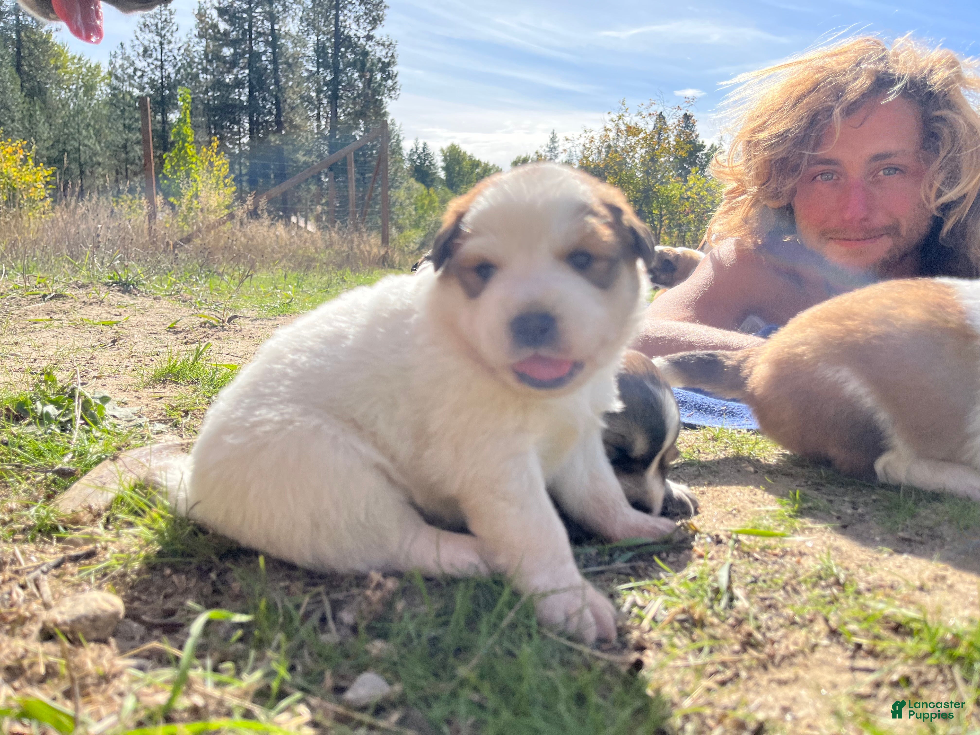 Mixed Breed dogs for sale: Zero - Ad 1