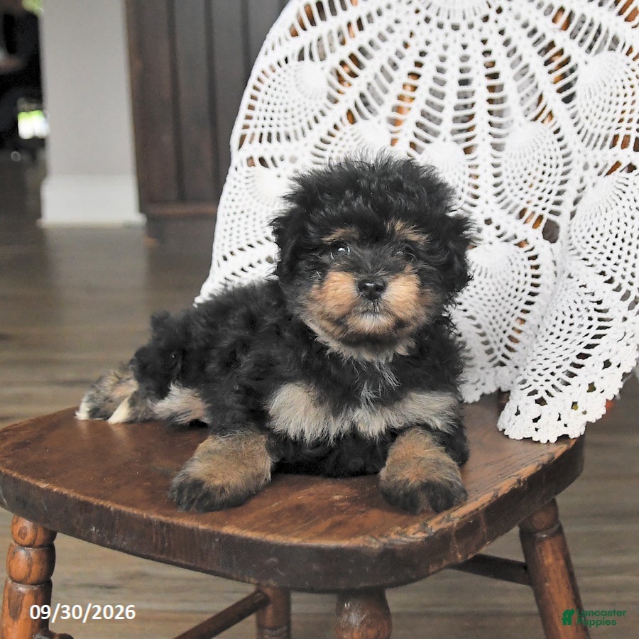 Pomapoo dogs Maple   - Ad 2