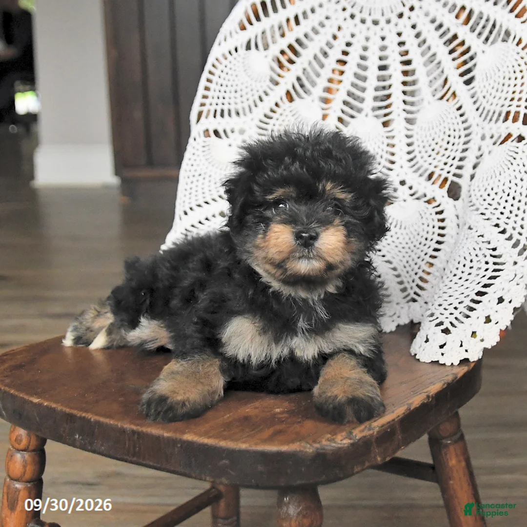 Pomapoo dogs for sale: Maple   - Ad 2