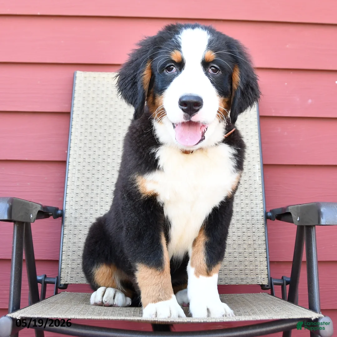 Bernese Mountain Dog dogs for sale: Jet - Ad 2