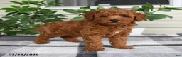 Miniature Poodle dogs for sale: Waylon - Ad 4