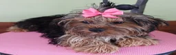 Yorkshire Terrier dogs for sale: Molly 4 1/2 ounces - Ad 10
