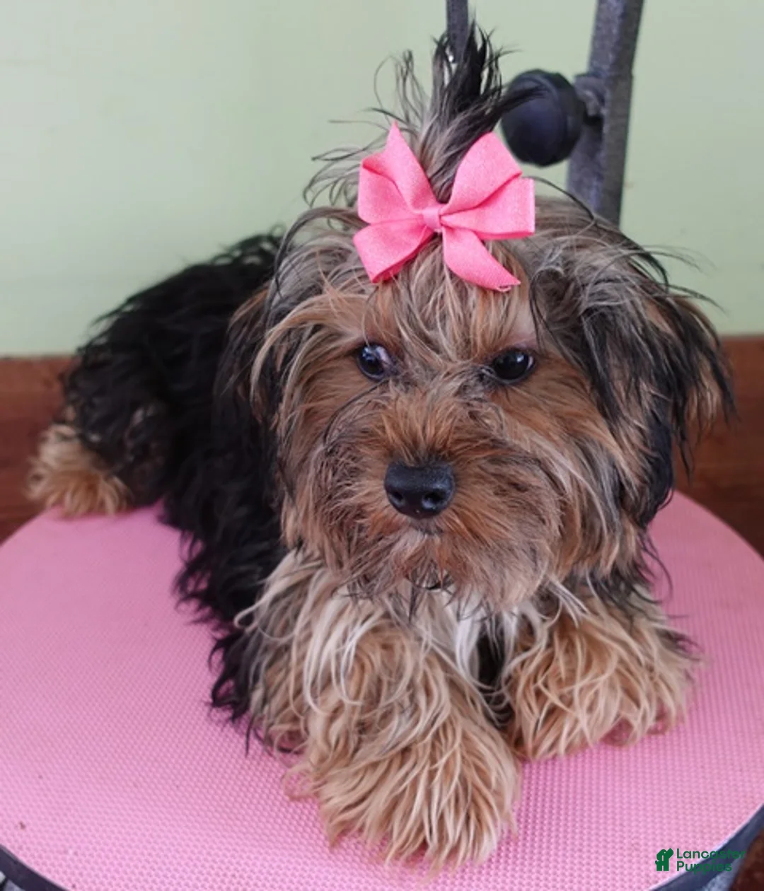 Yorkshire Terrier dogs for sale: Molly 4 1/2 ounces - Ad 10